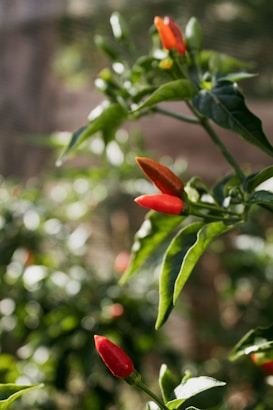 Several small, red chili peppers are growing on a green plant. The peppers are vibrant and glossy against the sharp, dark green leaves. The background is softly blurred, suggesting a garden or natural setting with dappled sunlight.