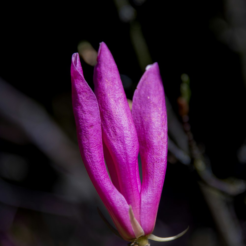 a close up of a pink flower on a tree