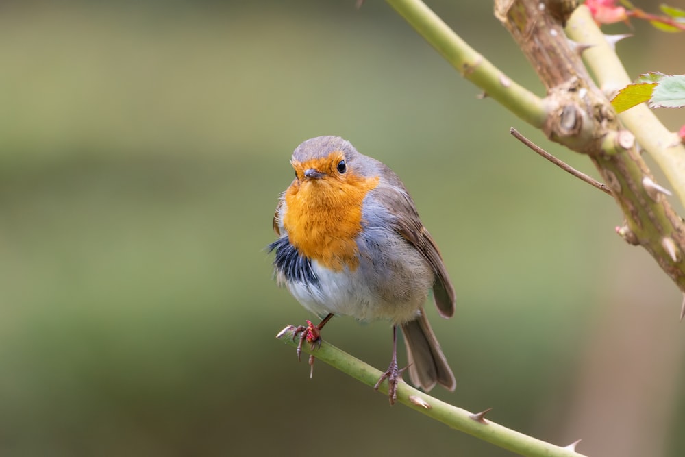 a small bird sitting on top of a tree branch