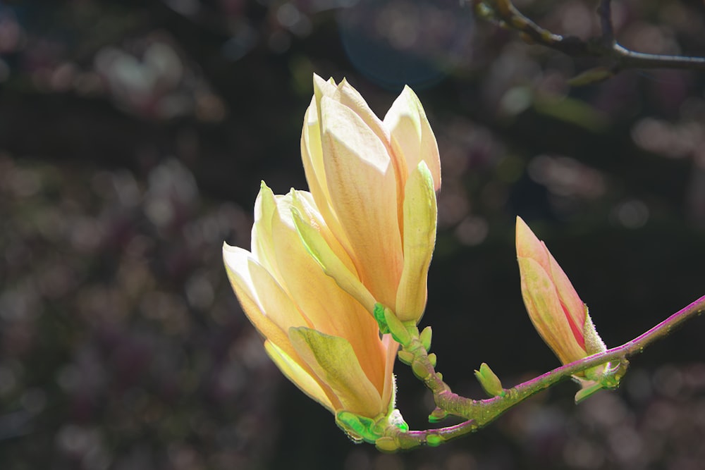 a close up of a flower on a tree branch