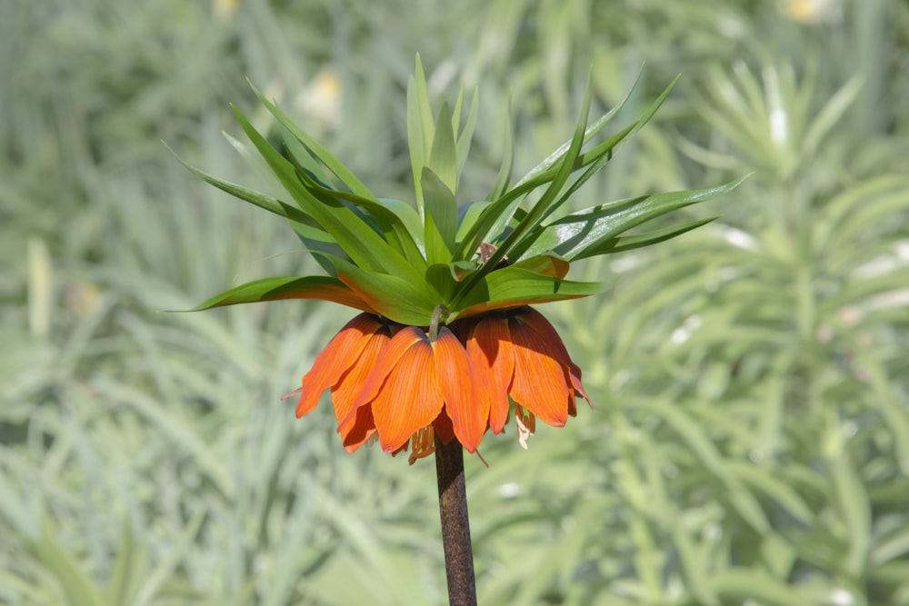 an orange flower with green leaves in the background