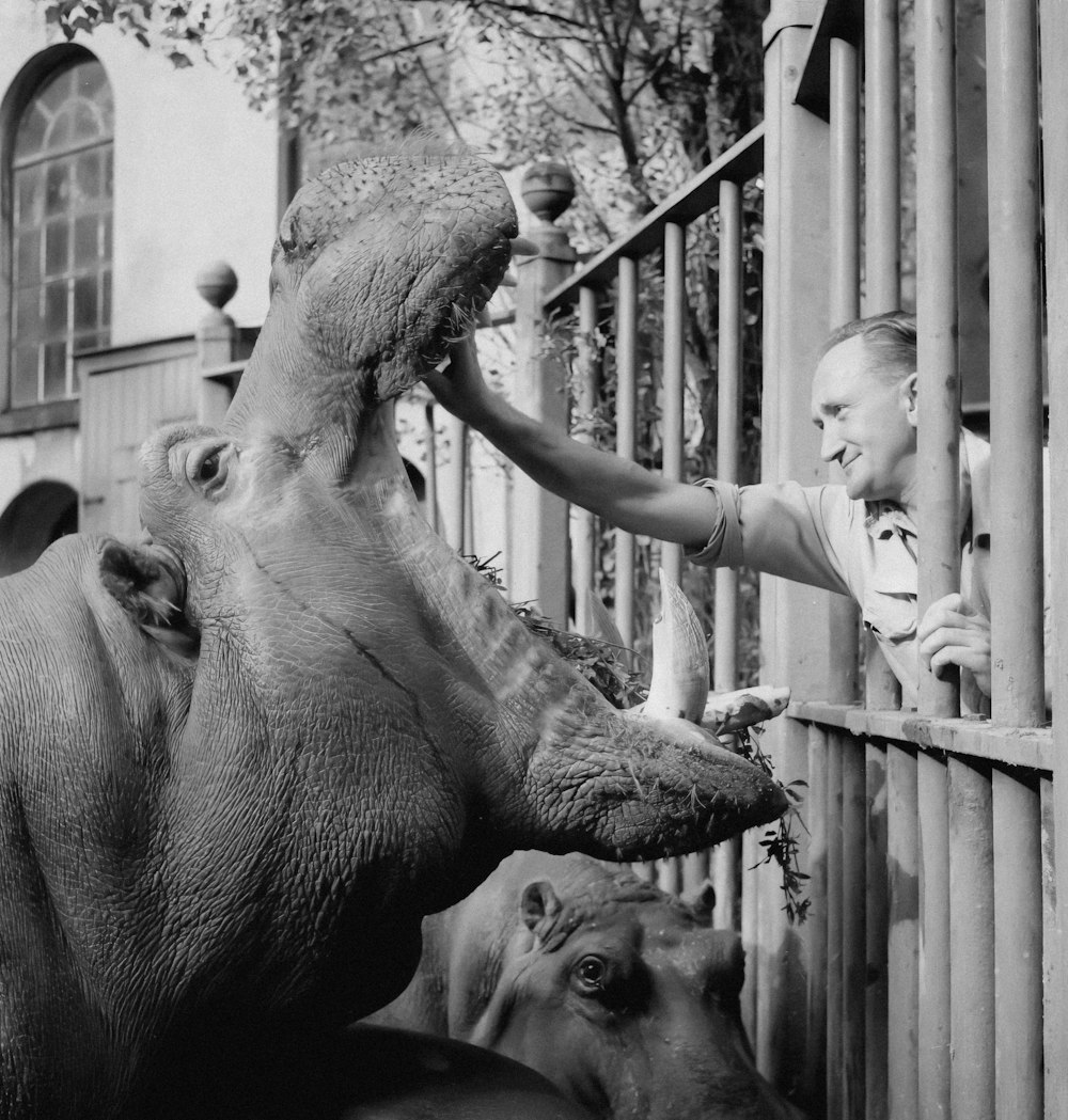 a woman feeding a hippopotamus at a zoo