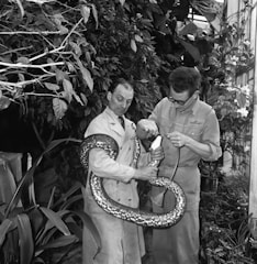 In a lush, leafy environment, two men are handling a large snake. The greenery is dense, with various plants and leaves around them. Both men appear focused on the snake as one holds it and the other seems to be performing a task with a tube-like instrument.