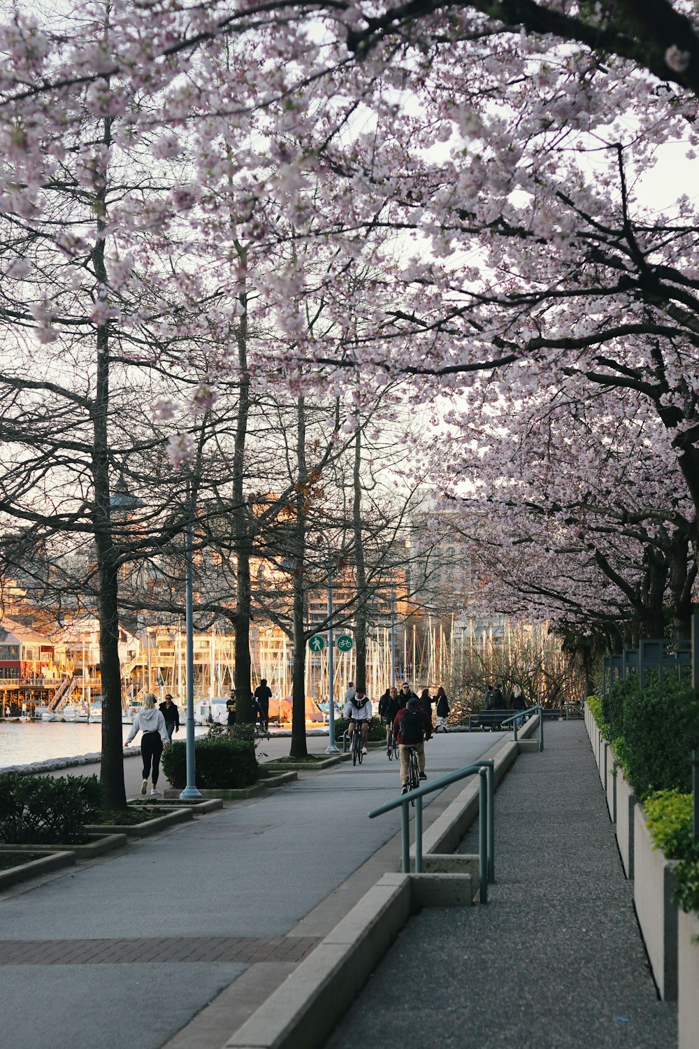 a group of people walking down a sidewalk next to trees