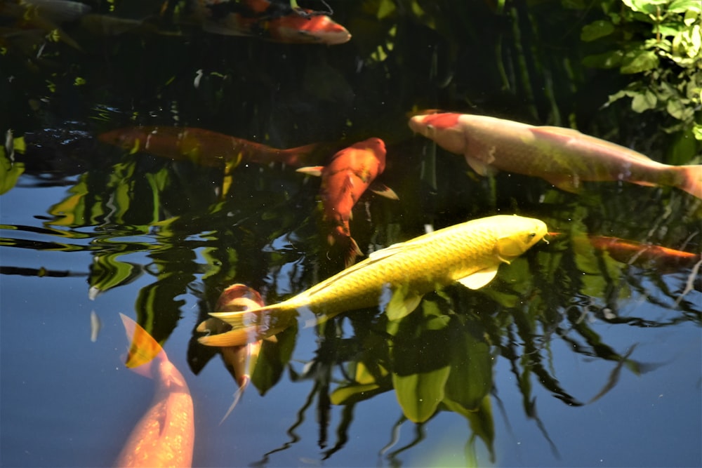 a group of fish swimming in a pond