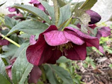 Close-up of a delicate burgundy flower against a soft green background.