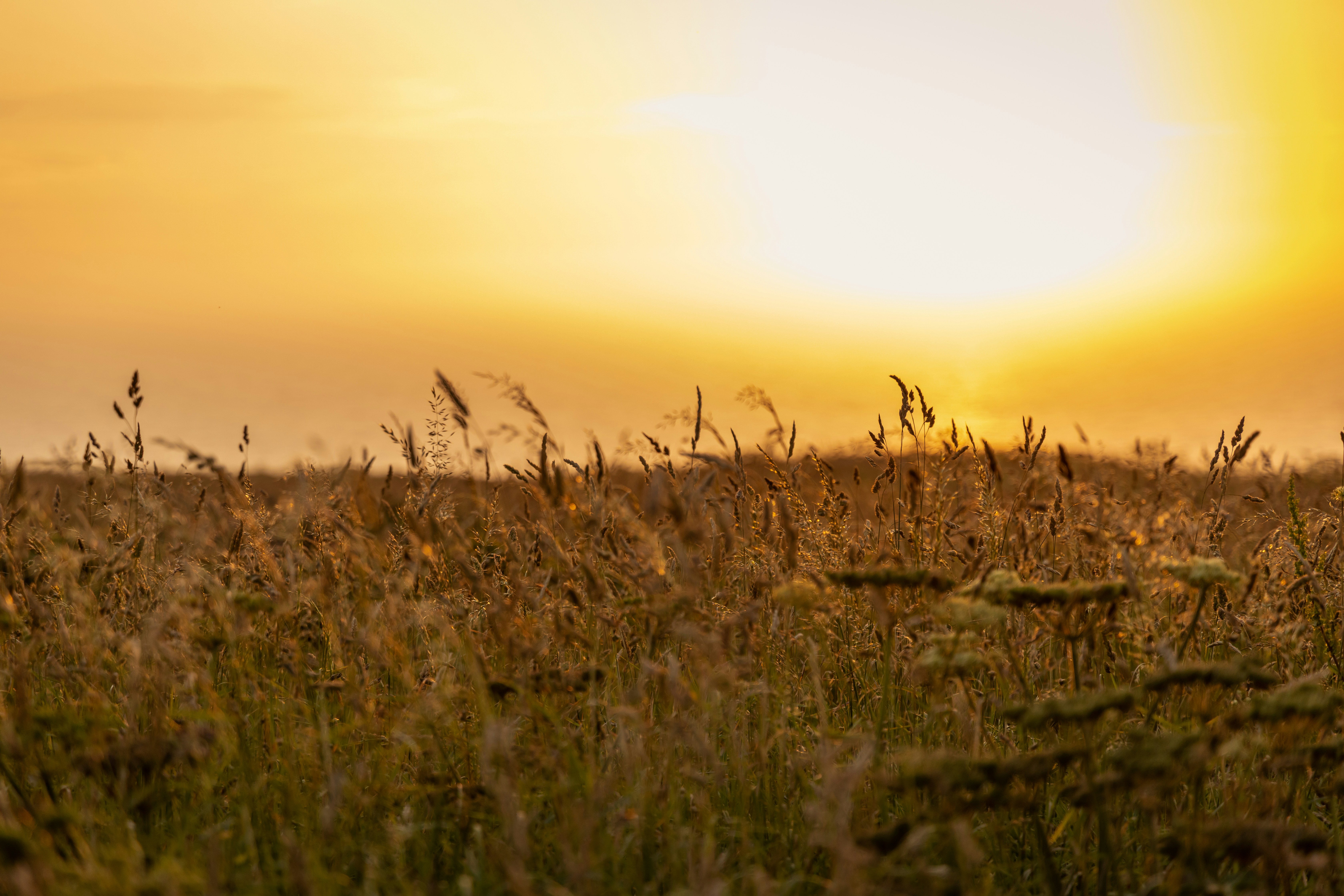 View of fields in Newquay at golden hour in 2021