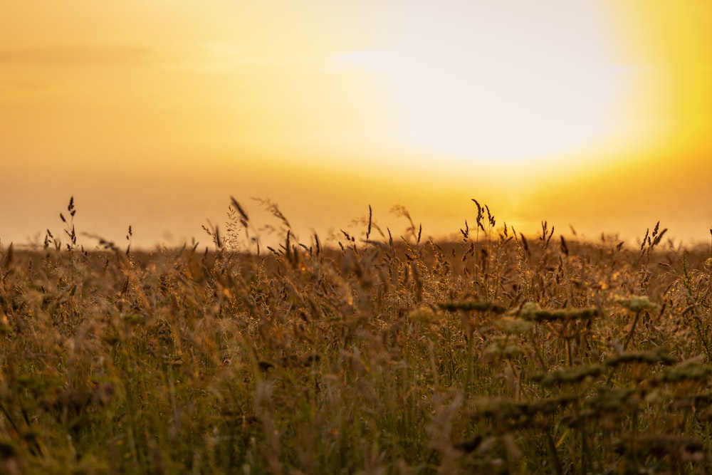 the sun is setting over a field of tall grass