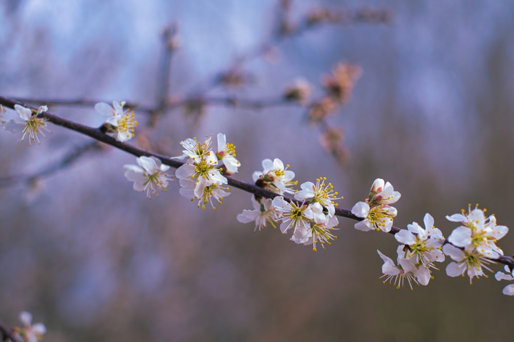 a branch of a tree with white flowers