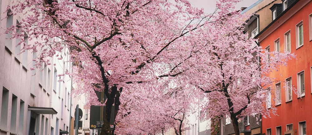 a street lined with tall buildings and pink trees