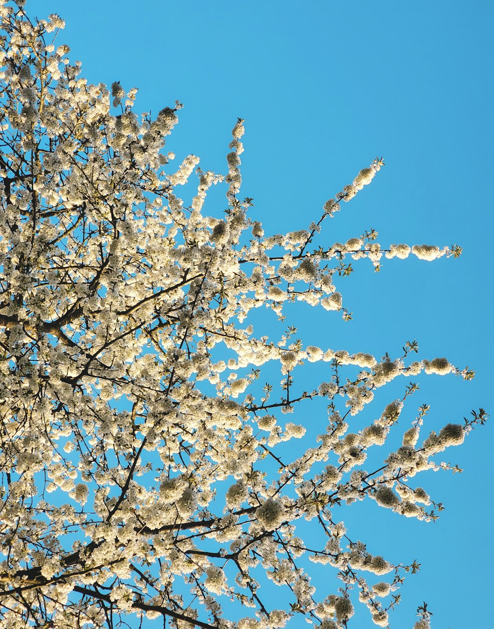 a tree with lots of white flowers in front of a blue sky