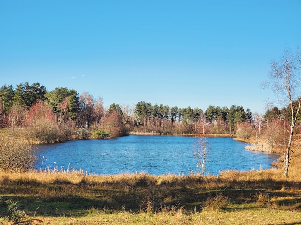 a small lake surrounded by trees and grass