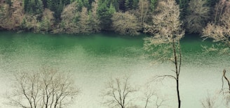 A serene view of the river and forest meeting at the edge of the property, framed by natural wood elements.
