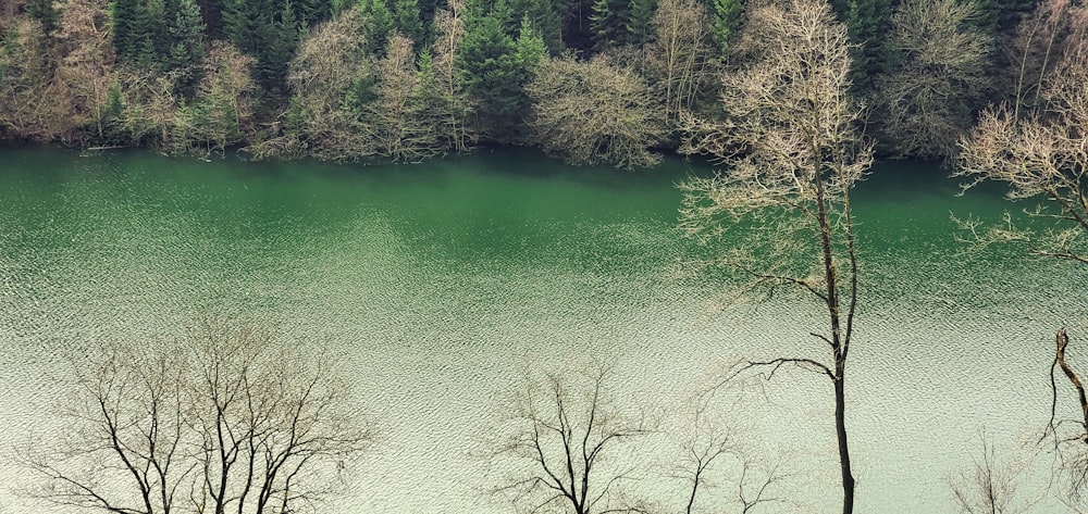 a body of water surrounded by lots of trees