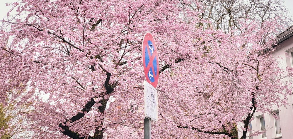 a street sign in front of a tree with pink flowers