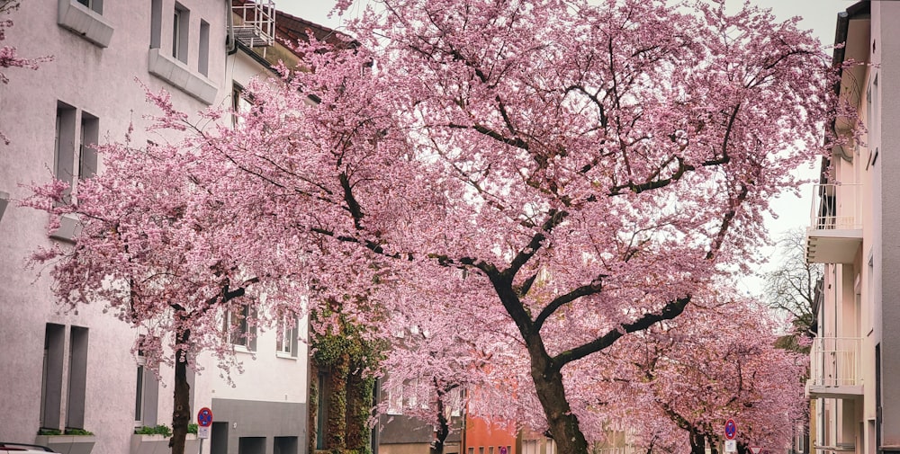 a tree with pink flowers in the middle of a street