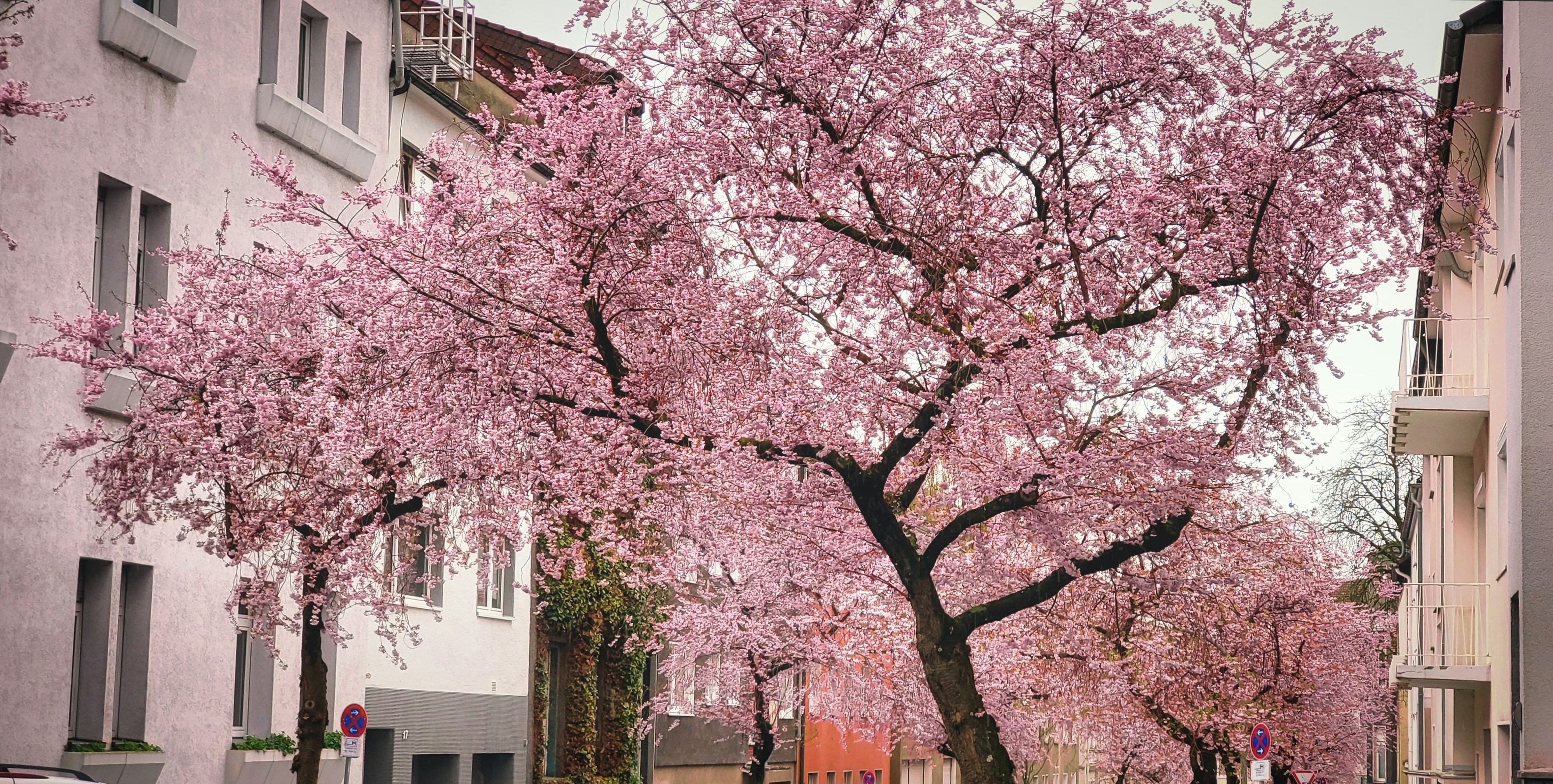 a tree with pink flowers in the middle of a street