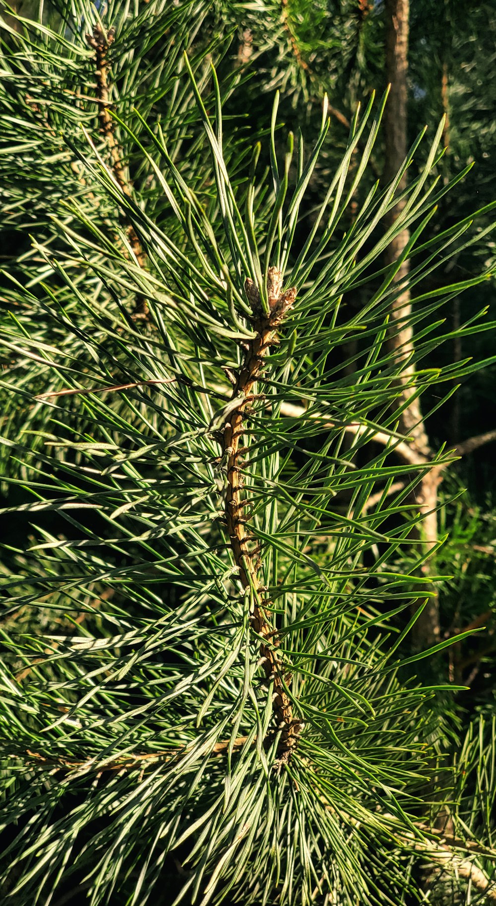 a close up of a pine tree branch