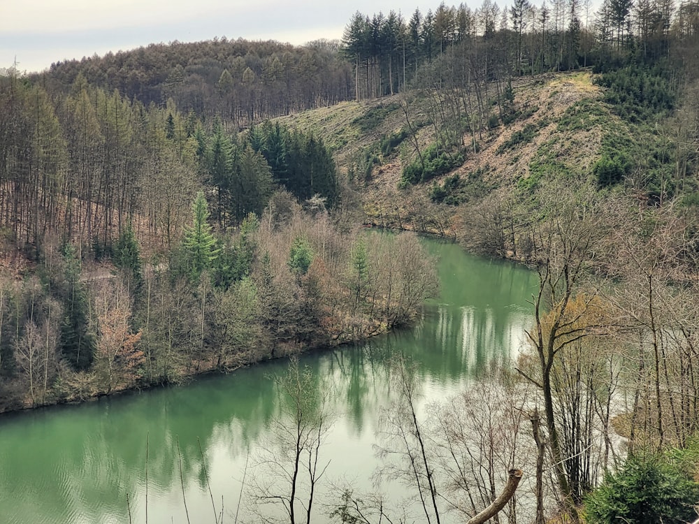 a river running through a lush green forest