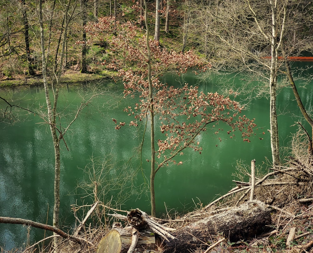 a body of water surrounded by trees and a forest