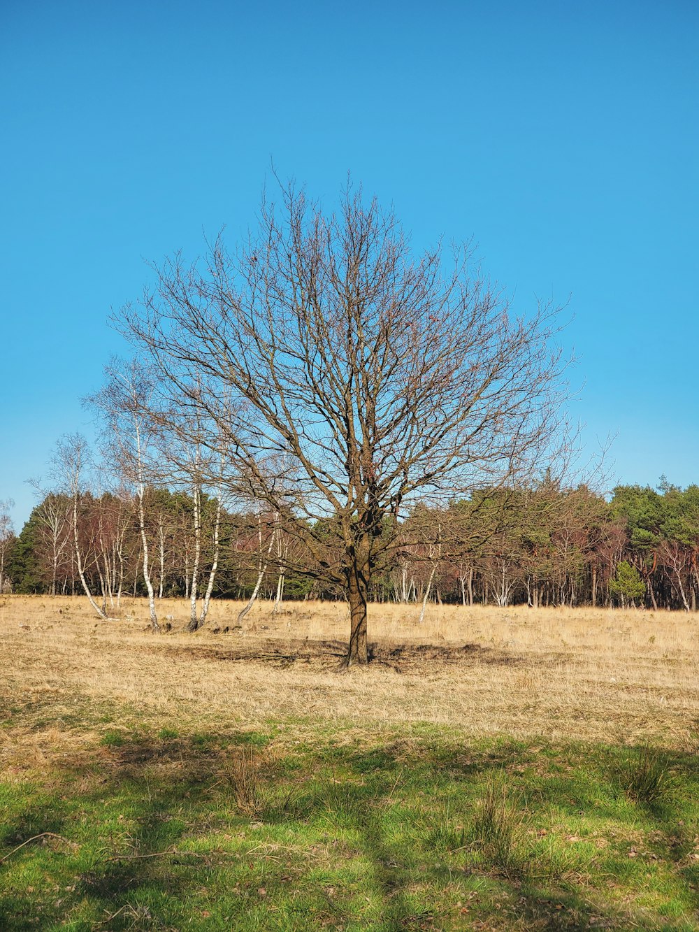 Un árbol solitario en un campo con un cielo azul en el fondo