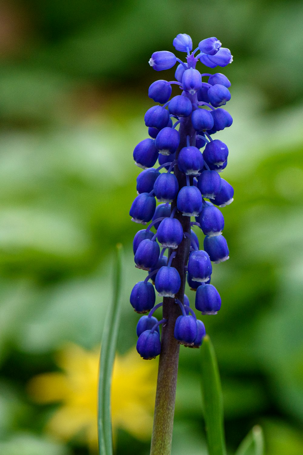 a close up of a blue flower with green leaves in the background