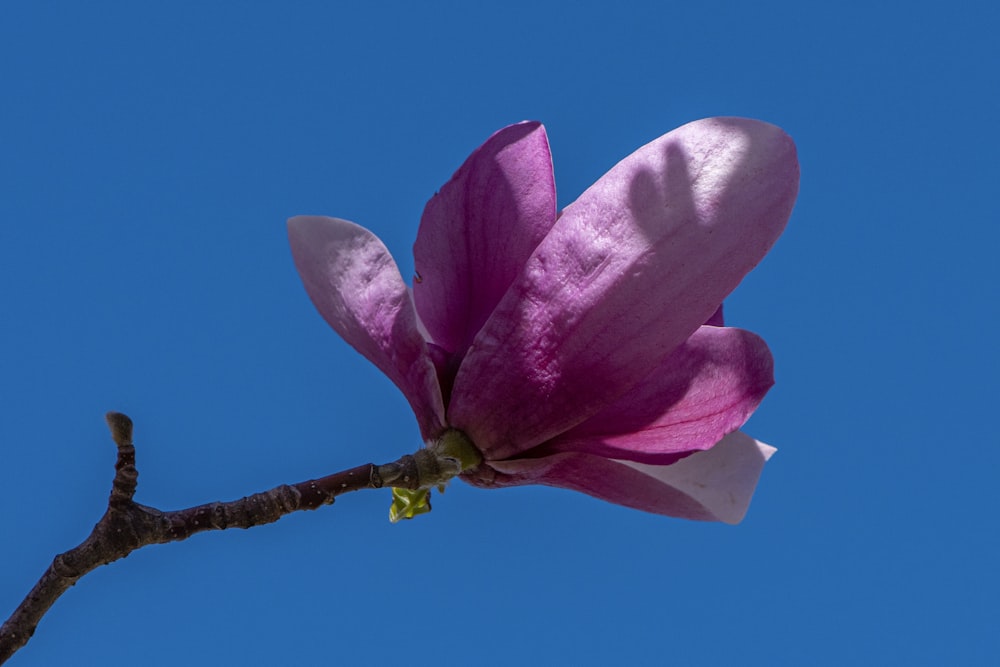 a pink flower on a tree branch with a blue sky in the background