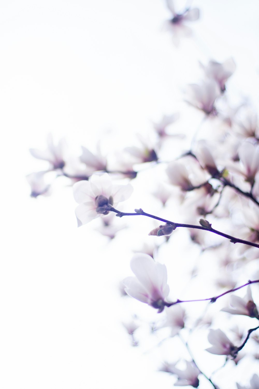 a close up of a tree with white flowers