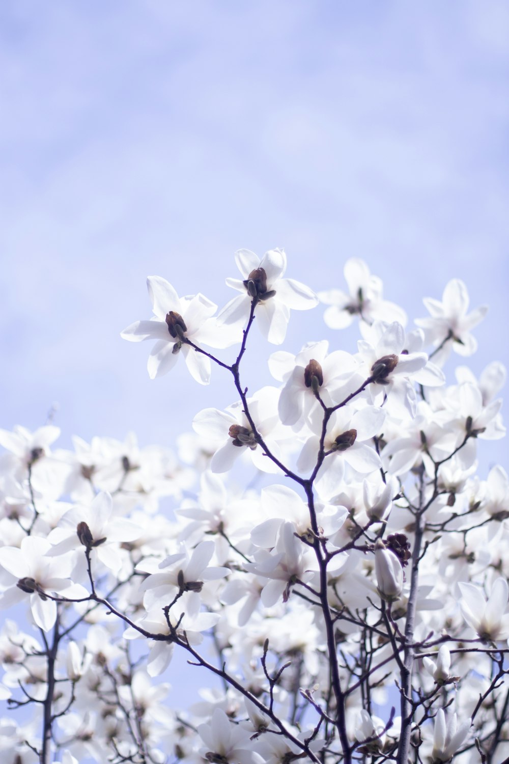 a tree with white flowers against a blue sky