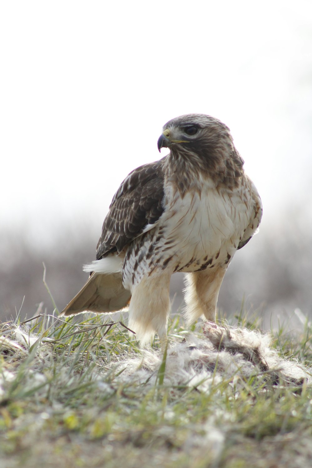 a brown and white bird standing on top of a grass covered field