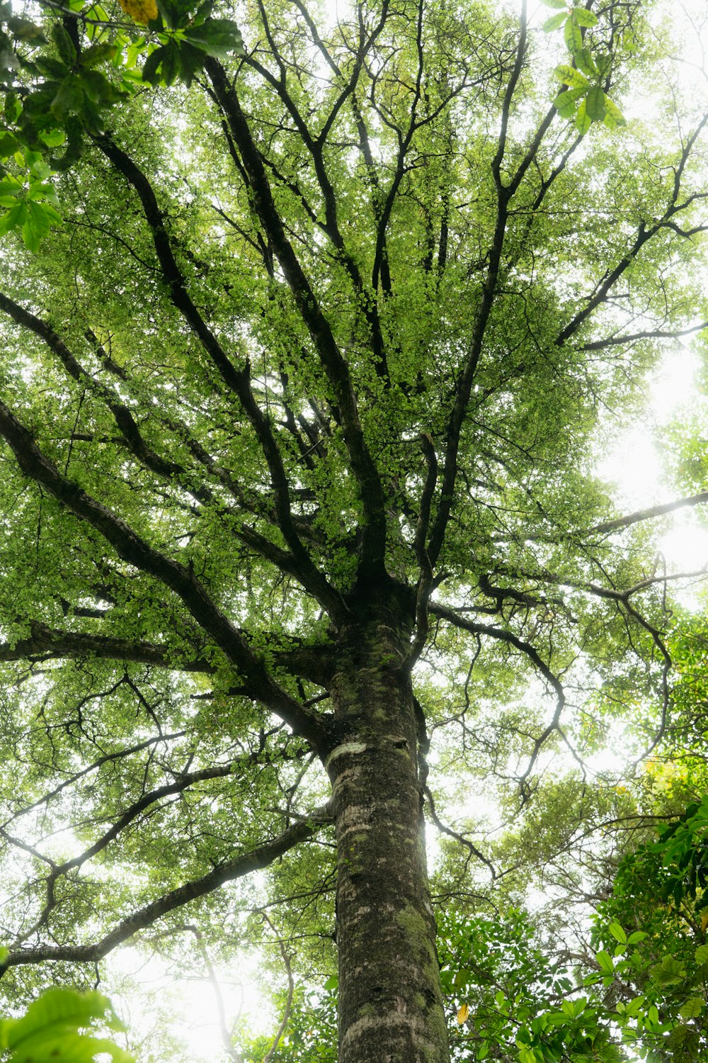 a tall tree in the middle of a forest