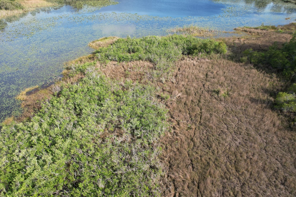 a large body of water surrounded by trees