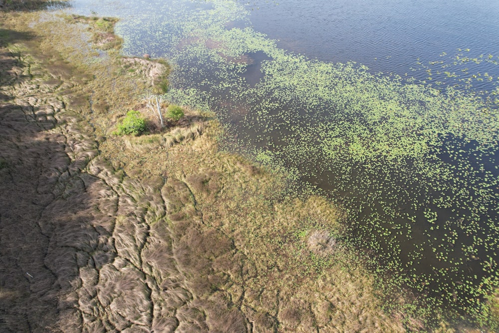 a large body of water filled with lots of green plants