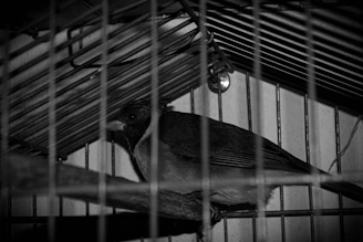 A nightingale perched on an open cage, singing softly in the twilight.