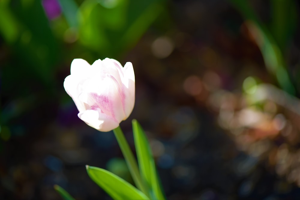 a single pink tulip in the middle of a garden