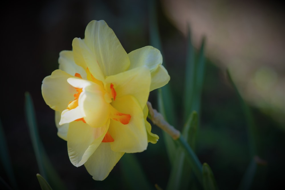 a close up of a yellow flower with green leaves