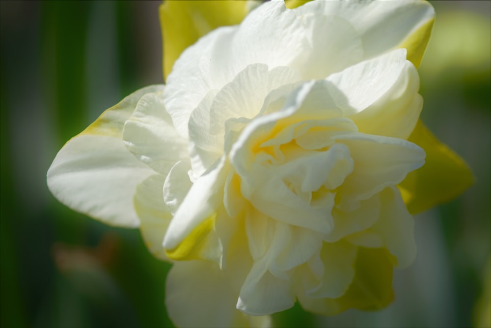 a close up of a white and yellow flower