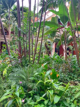 A lush, tropical garden filled with a variety of plants, including tall palm trees and vibrant green foliage. The setting appears to be a courtyard, surrounded by red and beige-colored buildings with arched windows and decorative railings. Bright orange flowers add a pop of color among the greenery.
