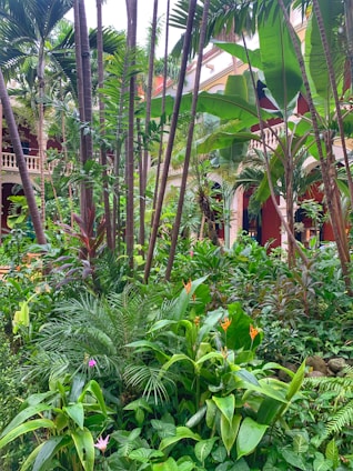 A lush, tropical garden filled with a variety of plants, including tall palm trees and vibrant green foliage. The setting appears to be a courtyard, surrounded by red and beige-colored buildings with arched windows and decorative railings. Bright orange flowers add a pop of color among the greenery.