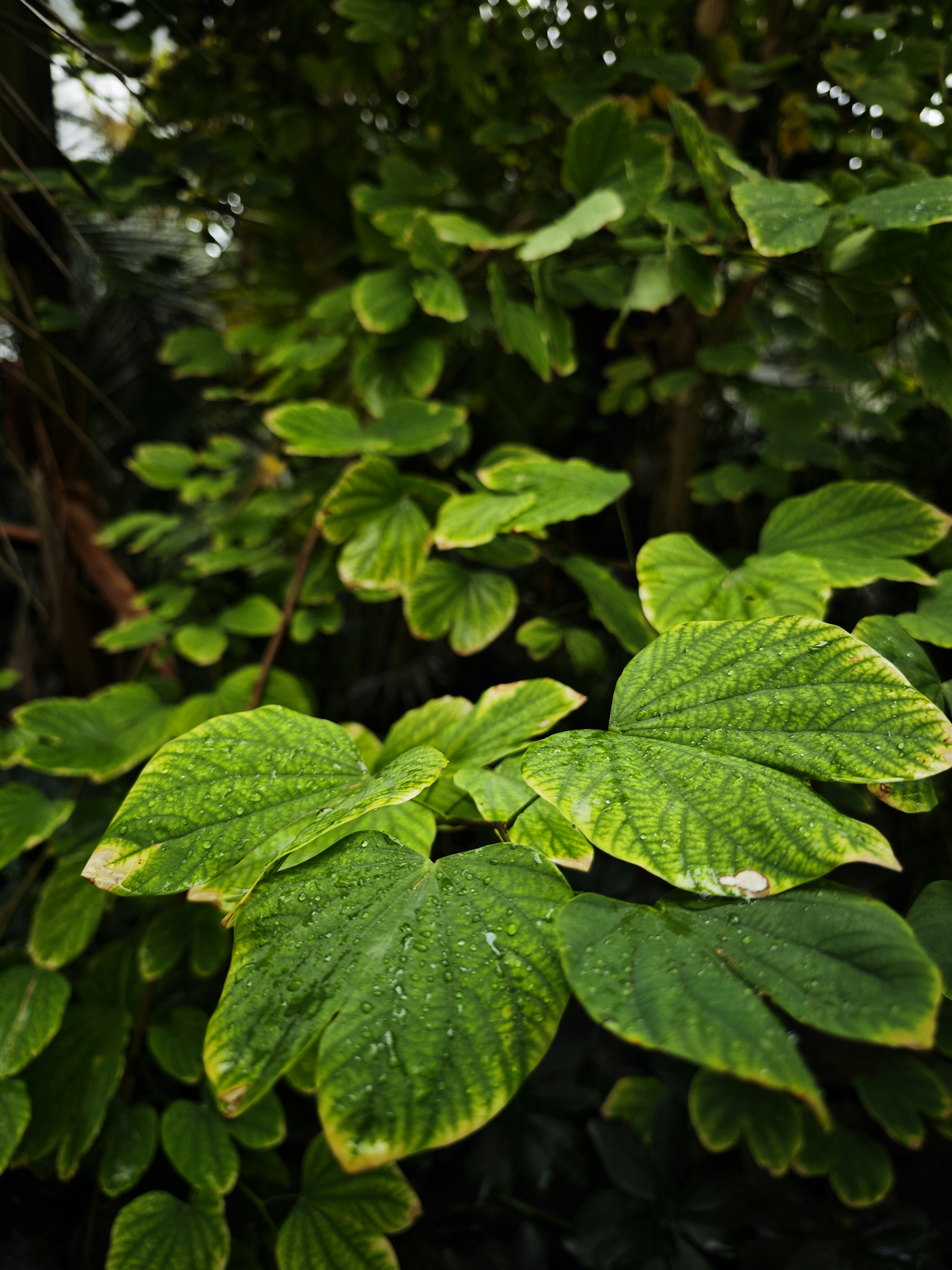 Photo by williamskwok