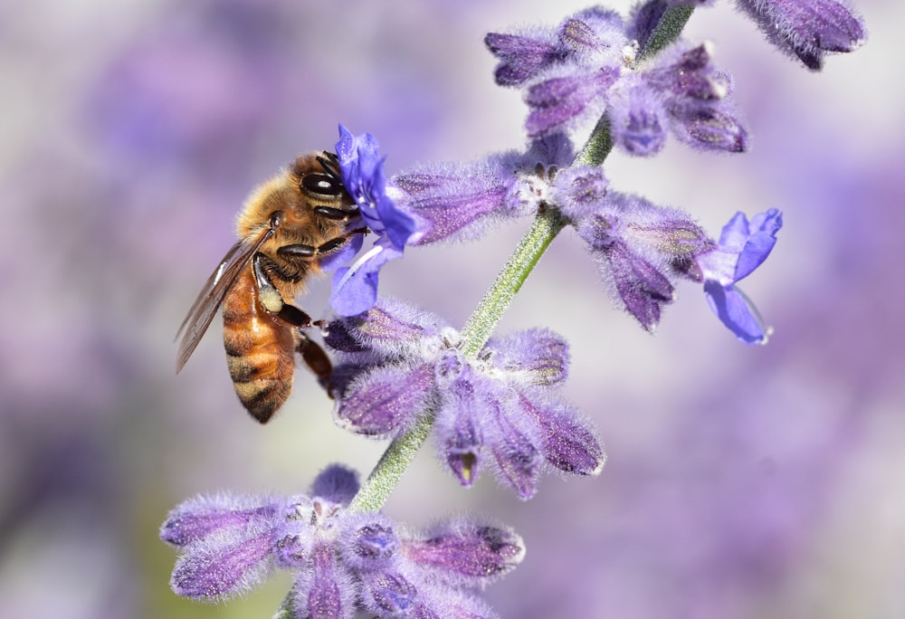 a bee that is sitting on a flower