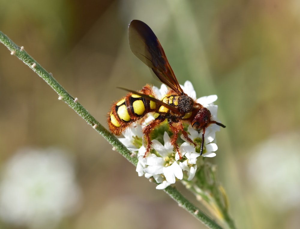 a yellow and black insect sitting on top of a white flower