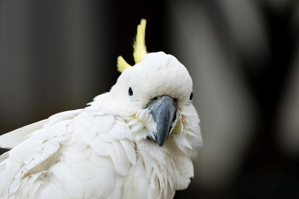 a close up of a white parrot with yellow feathers