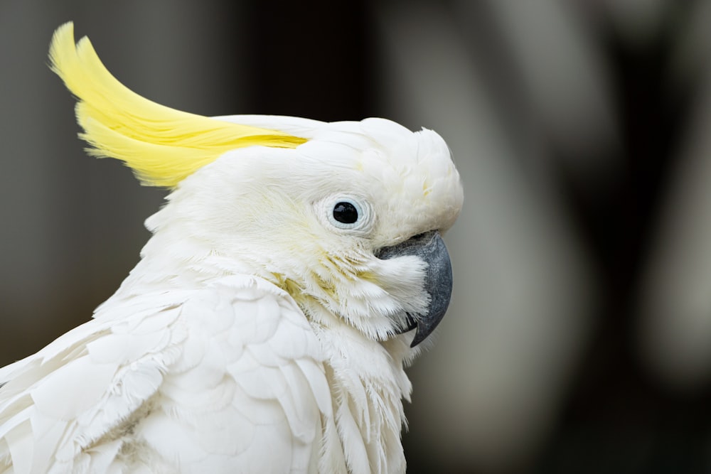 a close up of a white parrot with a yellow mohawk