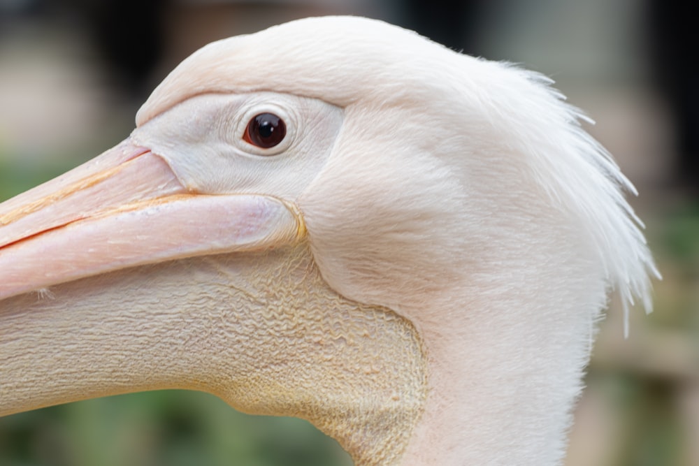 a close up of a bird with a long beak