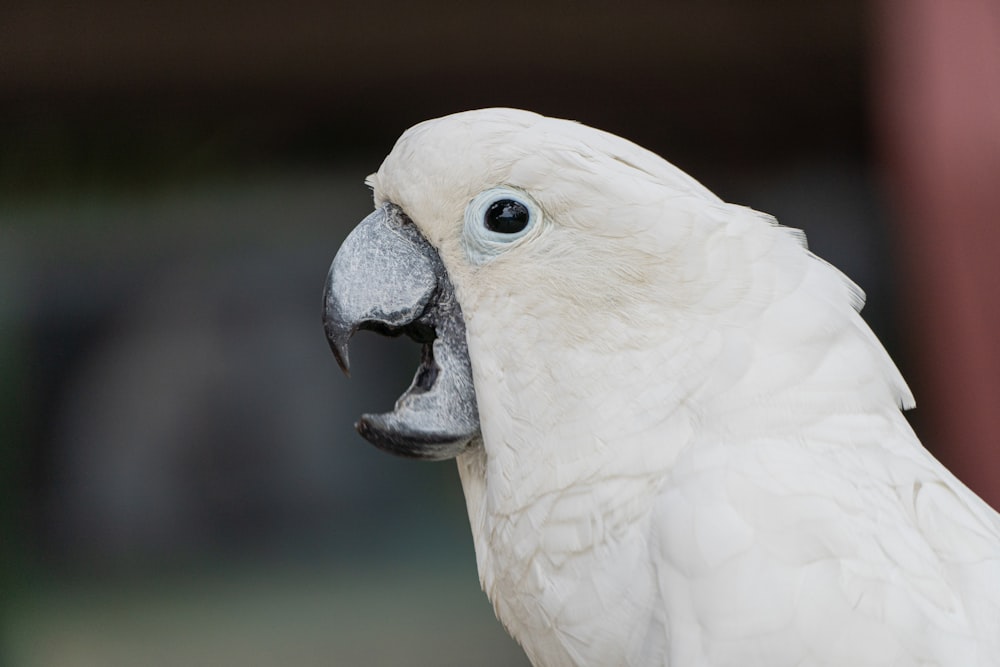 a close up of a white parrot with a black beak