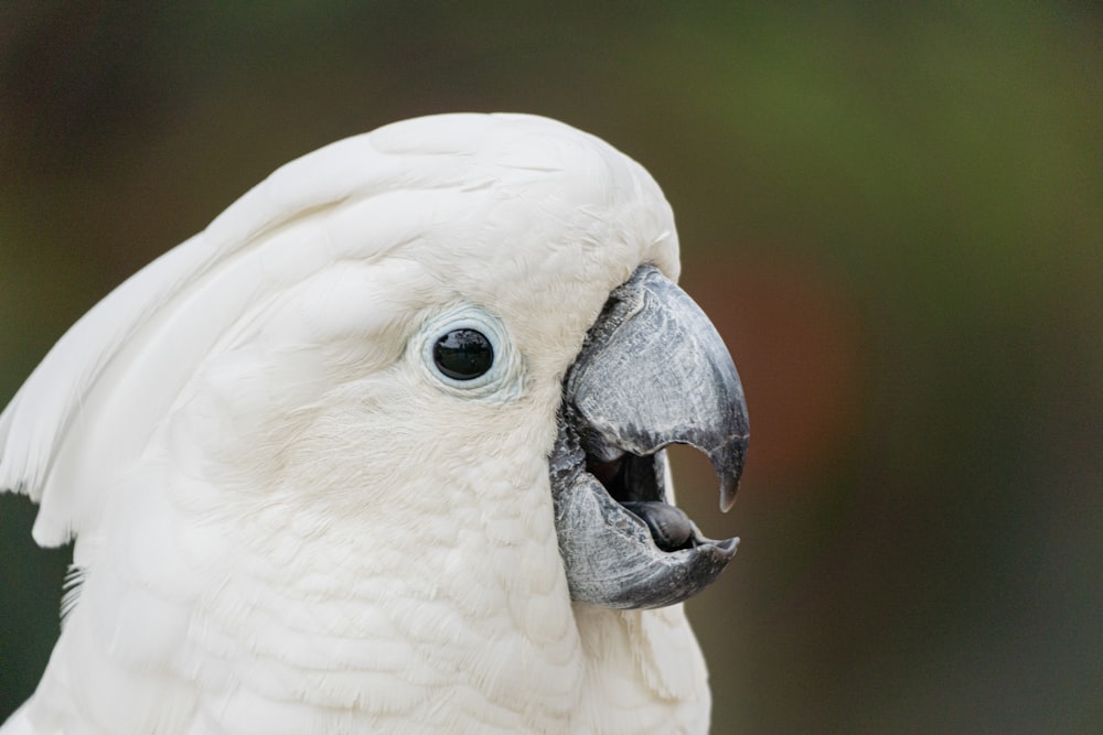 a close up of a white parrot with a black beak