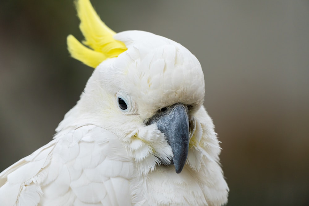 a close up of a white parrot with a yellow beak