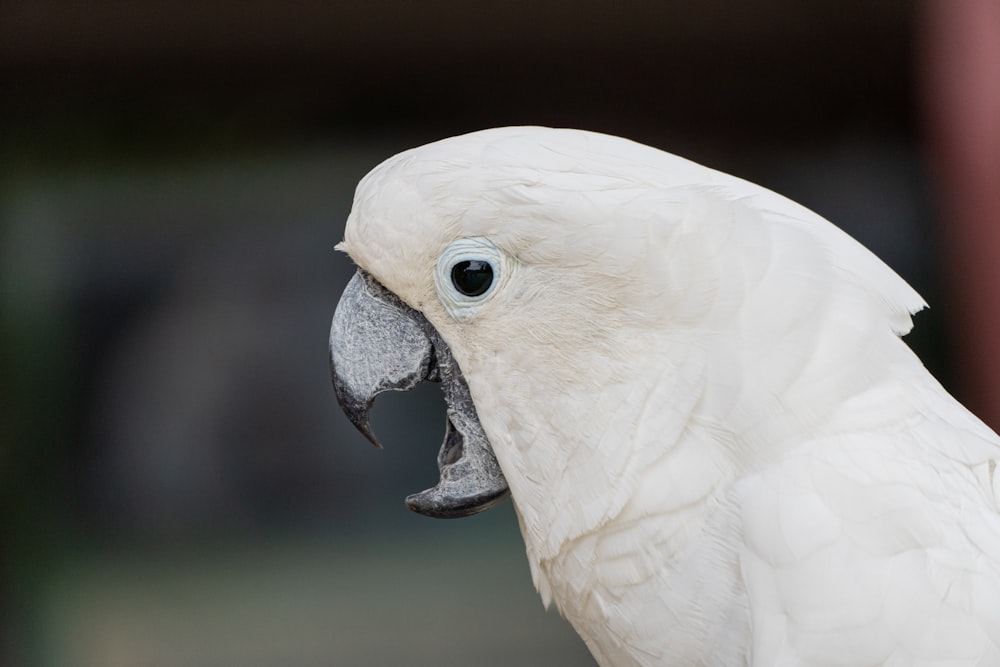 a close up of a white parrot with its mouth open