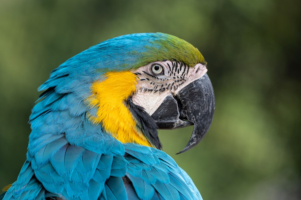 a close up of a blue and yellow parrot